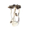 Albino Penis Envy (APE) Magic Mushrooms kaufen
