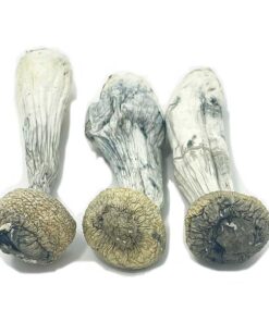 Avery's Albino Penis Envy - Seltene Albino Magic Mushrooms