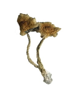 Cambodian Magic Mushrooms kaufen