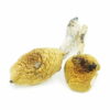 Golden Teacher Magic Mushrooms kaufen