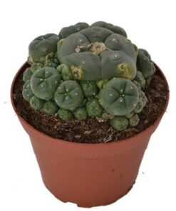 Peyote Buttons Online Kaufen