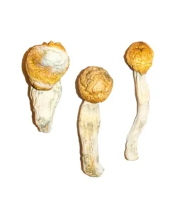 Penis Envy Magic Mushrooms kaufen