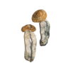 Psilocybe Cubensis Mexicana kaufen