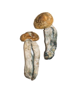 Psilocybe Cubensis Mexicana kaufen